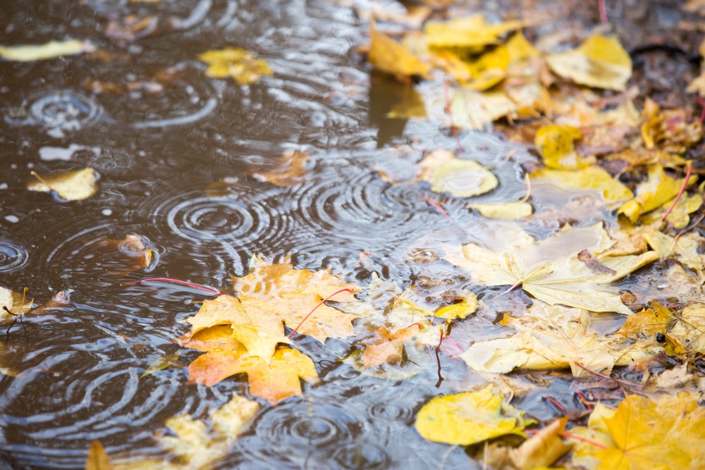 Fot. MikhailSh/Shutterstock
