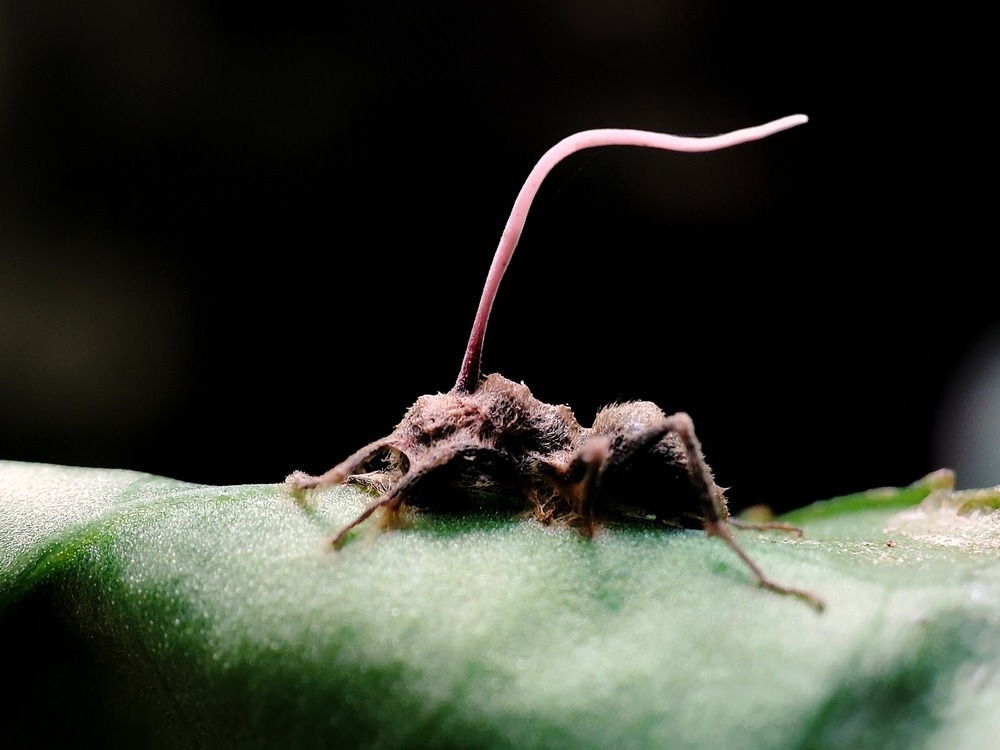 Mrówka zaatkowana przez Cordyceps. Fot. Hyde Peranitti/Shutterstock