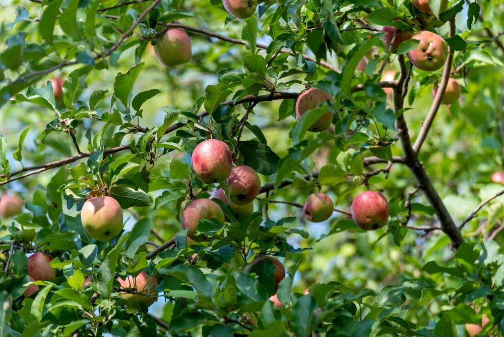 Fot. Barbara Smits/Shutterstock