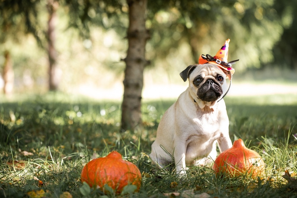 Fot. Mariya Surmacheva/Shutterstock