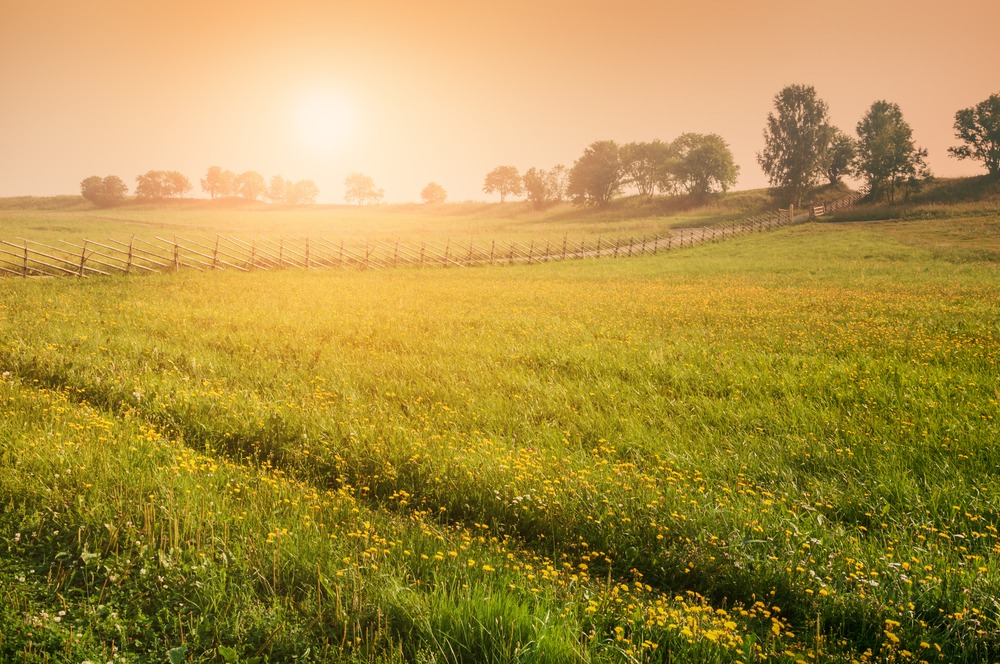 Fot. Olga Gavrilova/Shutterstock