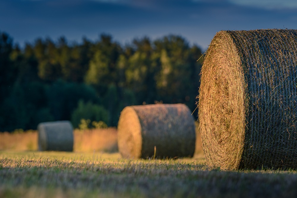 Fot. Viesturs Jugs/Shutterstock