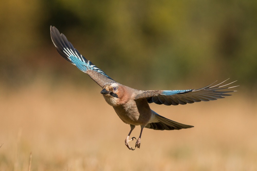 Sójka w locie, fot. Szczepan Klejbuk/Shutterstock