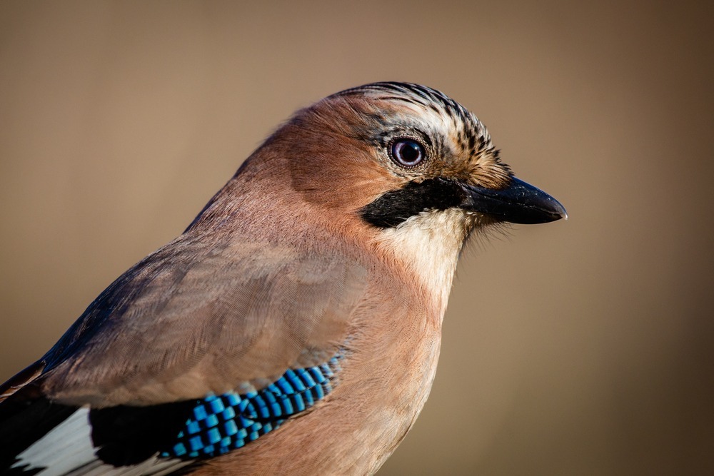 Jak dokładnie wygląda sójka, fot. Denis Vesely/Shutterstock