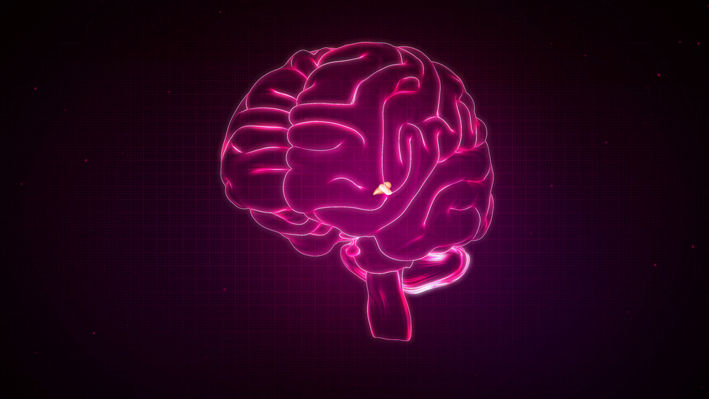 Umiejscowienie szyszynki w mózgu ludzkim, fot. sciencepics/Shutterstock