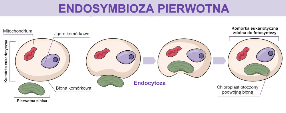 Zgodnie z teorią endosymbiozy chloroplasty glonów i roślin pochodzą od pierwotnej sinicy, która wniknęła do komórki heterotroficznego eukarionta na drodze endocytozy