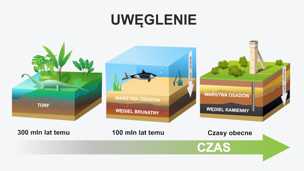 Węgiel brunatny stanowi formę przejściową w procesie przekształcania torfu w węgiel kamienny