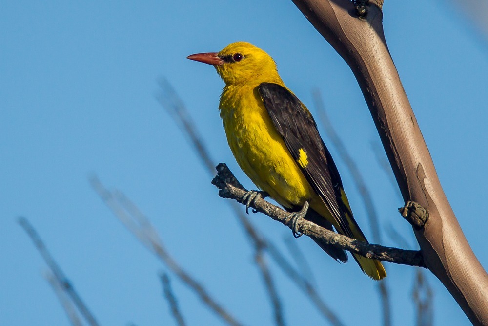 Samiec wilgi, fot. Frank McClintock/Shutterstock