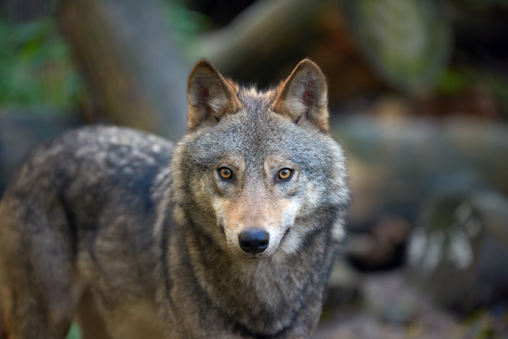 Wilk szary w naturalnym środowisku