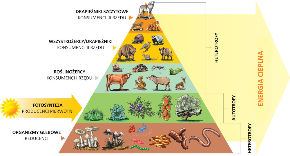 Ekologia zwierząt zajmuje się badaniem zależności i oddziaływań między zwierzętami i środowiskiem ich życia