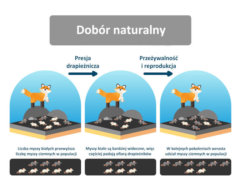 Mechanizm działania doboru naturalnego.