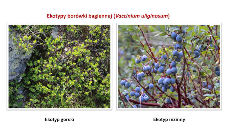 Ekotypy borówki bagiennej