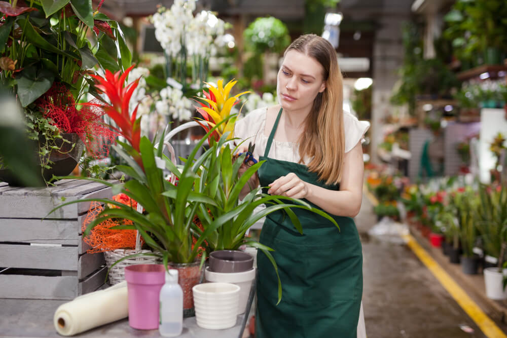 Jak dbać o kwiat bromelia?