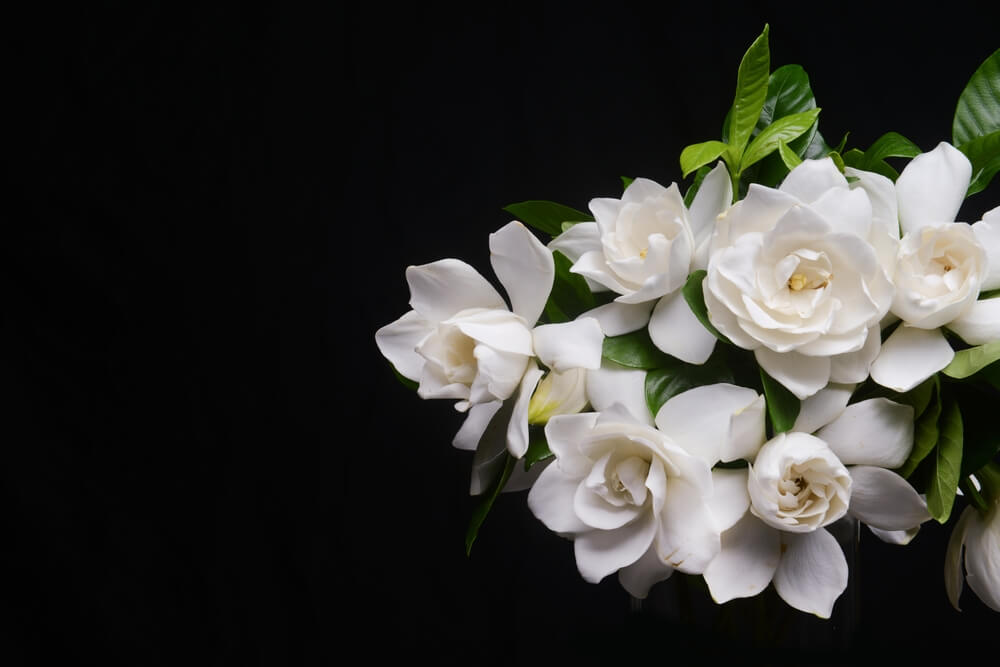 Kwiat gardenii jaśminowatej, fot. Apollofoto/Shutterstock