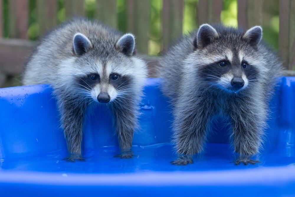 Czy można kupić szopa pracza?