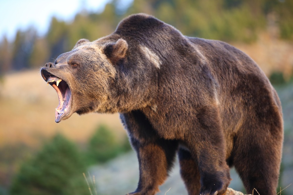 Rekordowy grizzly ważył 680 kg. Fot. Dennis W Donohue/Shutterstock