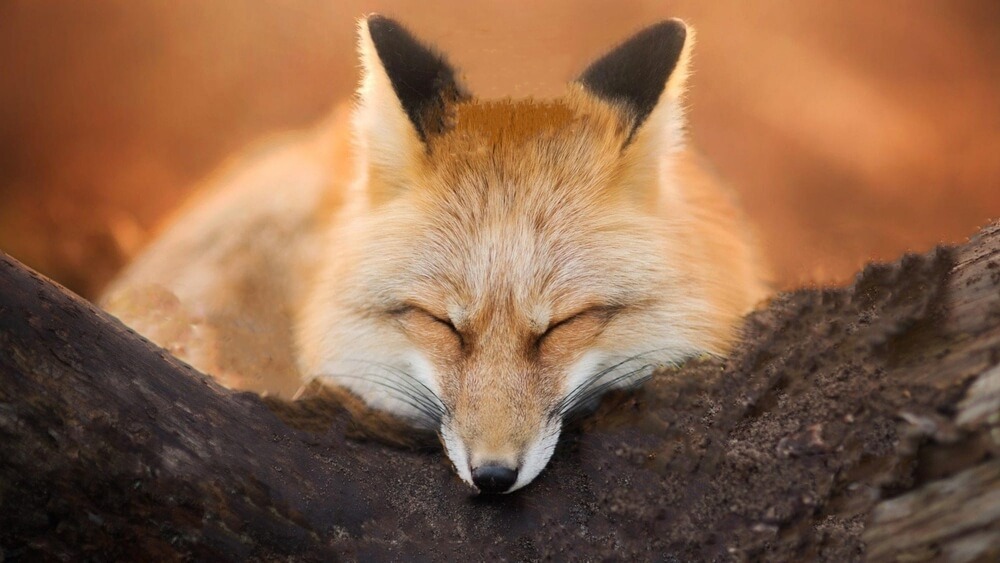 Jak długo żyje lis?