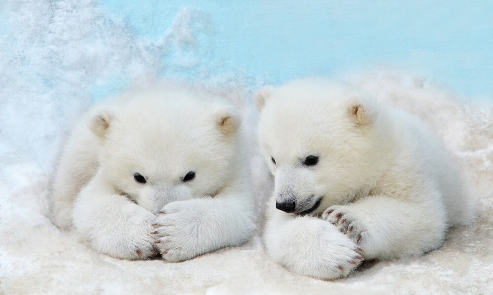 Jak długo żyje niedźwiedź polarny?
