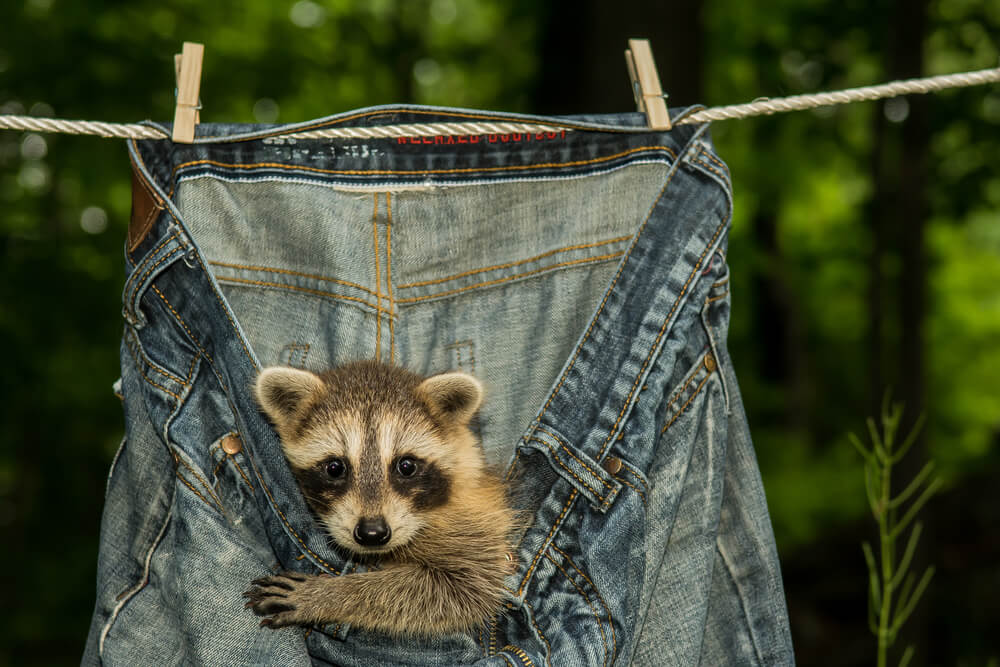 Jak pozbyć się szopa pracza?