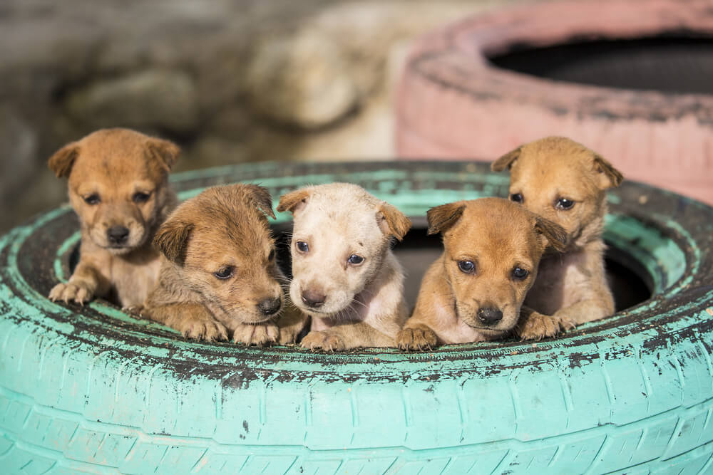 Korea Południowa, psie mięso