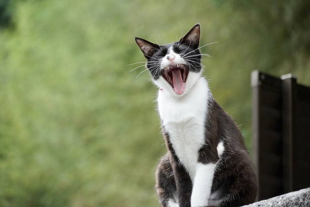 Kot, badania, schizofrenia