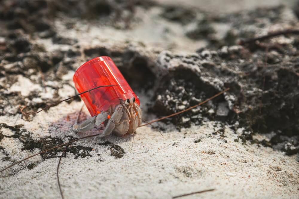 Krab pustelnik w plastikowej muszli. Fot. Bertrand Godfroid/Shutterstock