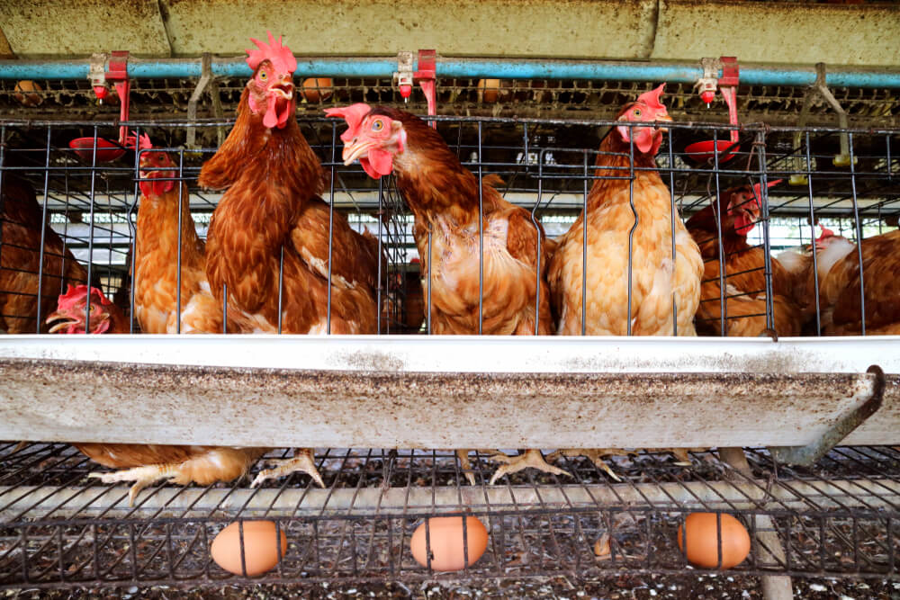 Fot. Passakorn Umpornmaha/Shutterstock