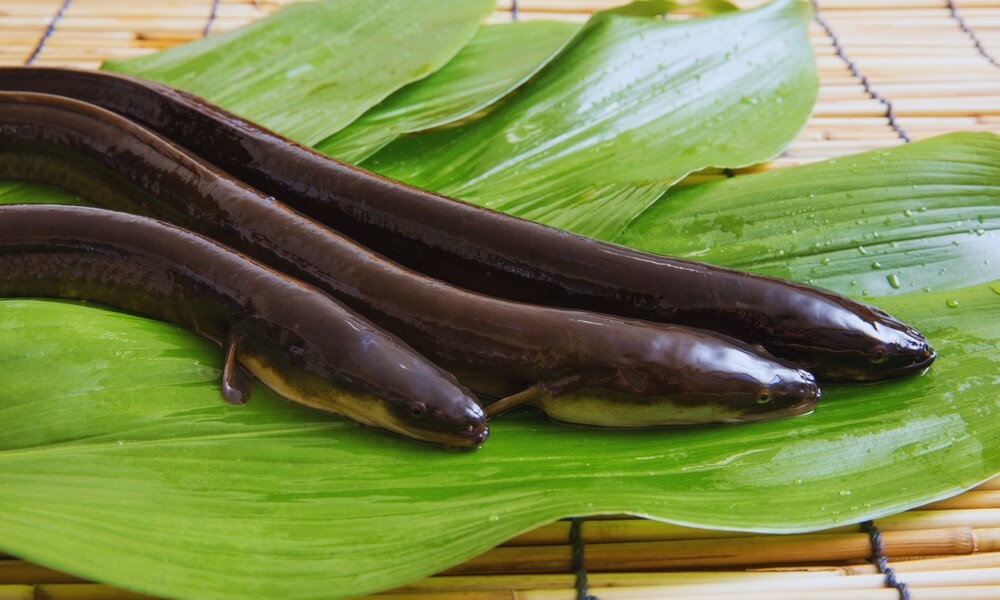 Fot. studiojanu/Shutterstock