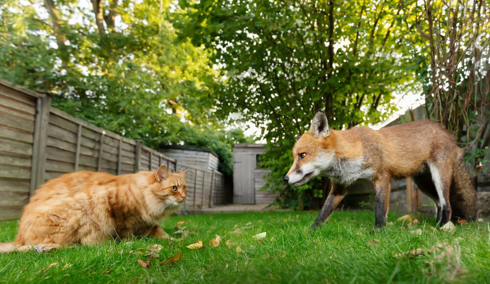 Czy lis poluje na koty? Fot.  Giedriius/Shutterstock