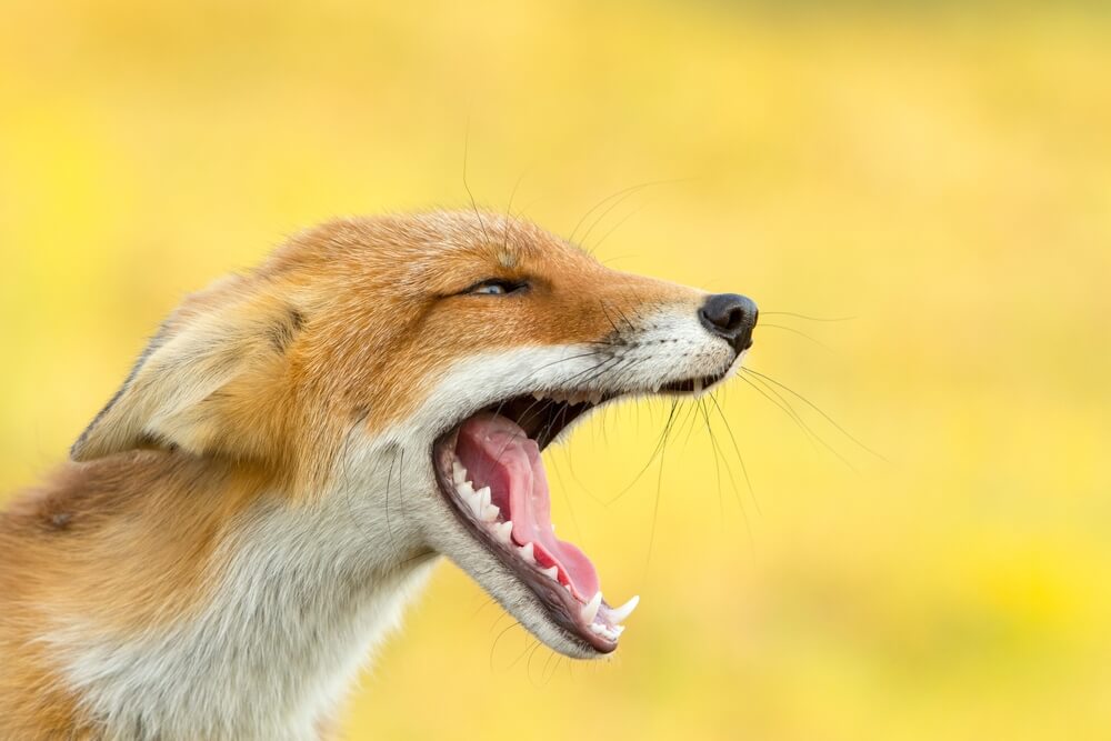 Jakie odgłosy wydaje lis