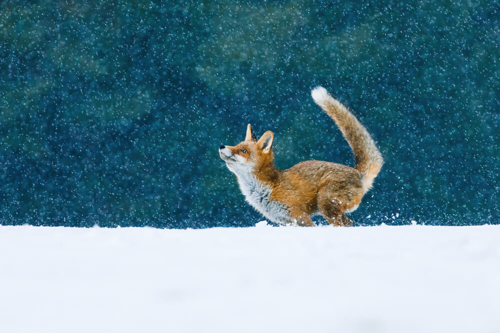 CZy lisy gromadzą zapasy na zimę?