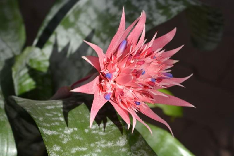 Aechmea fasciata „Primera” – gatunek bromelii, fot. Nahhana/Shutterstock