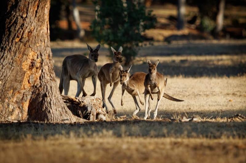 Kangury szare są bardzo towarzyskie, fot. Martin Pelanek/Shutterstock