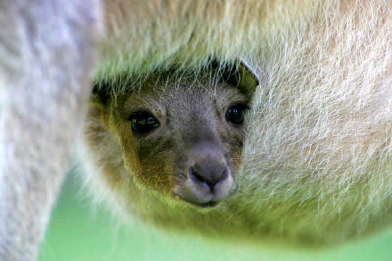Młody kangur szary, fot. Kitch Bain/Shutterstock