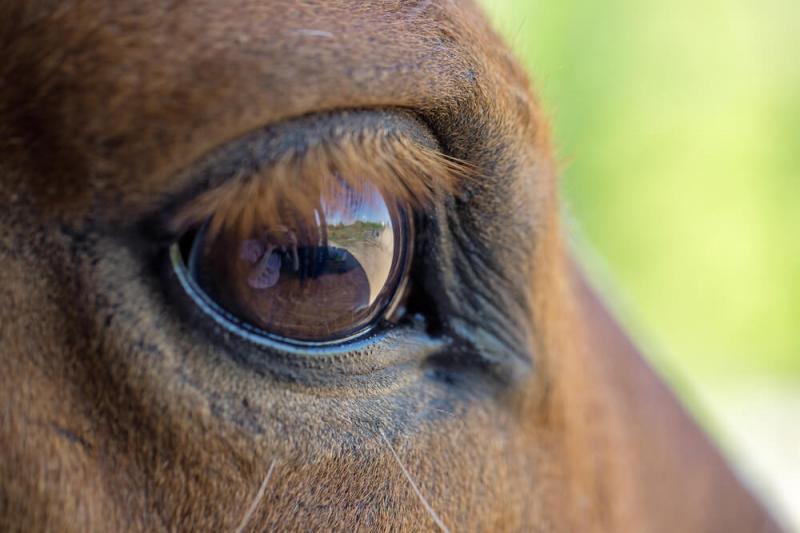 Oko konia należy do największych śród ssaków lądowych, fot. Osetrik/Shutterstock