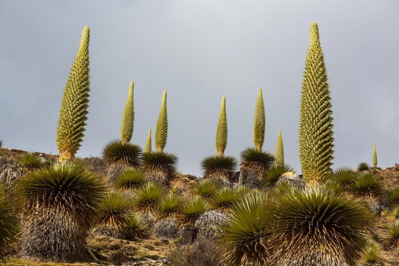 Puje Raimondiego w peruwiańskich Andach, fot. Galyna Andrushko/Shutterstock