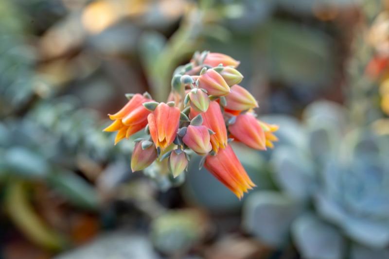 Eszeweria kwitnąca Kwiaty eszewerii