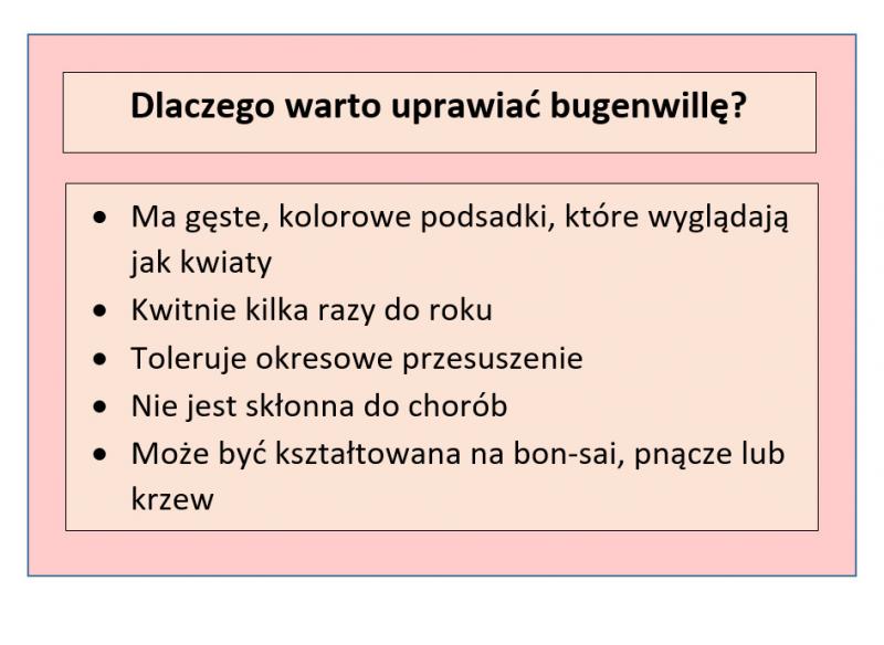 Tabela przedstawiająca korzyści z uprawy bugenwilli; opracowanie własne