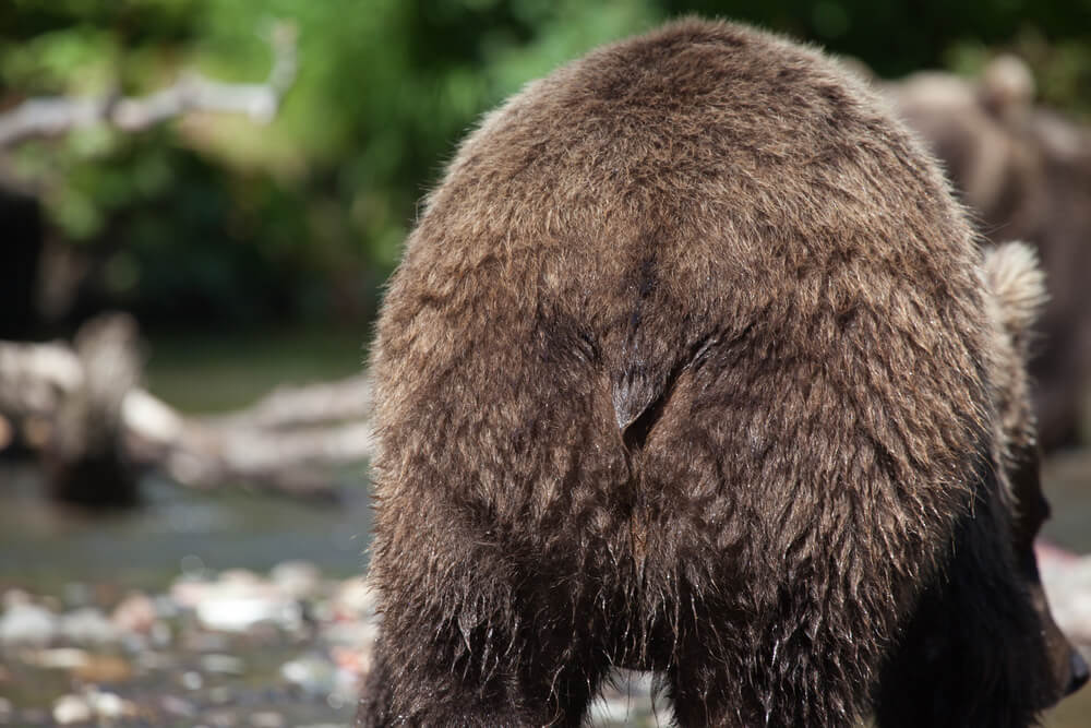 Tak, niedźwiedź ma ogon, fot. photoeu/Shuttertock