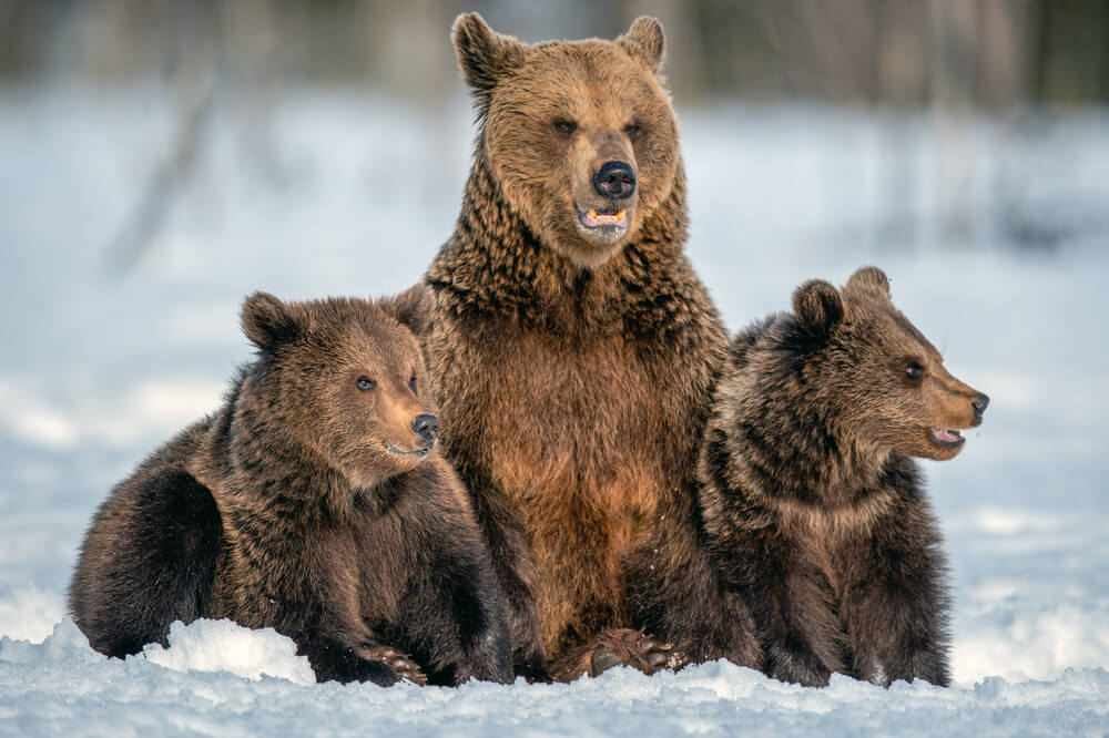 niedźwiedź brunatny w Polsce