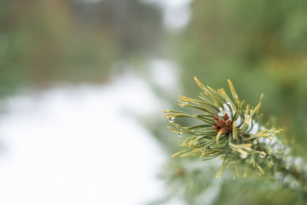 Fot. taranova oxana/Shutterstock