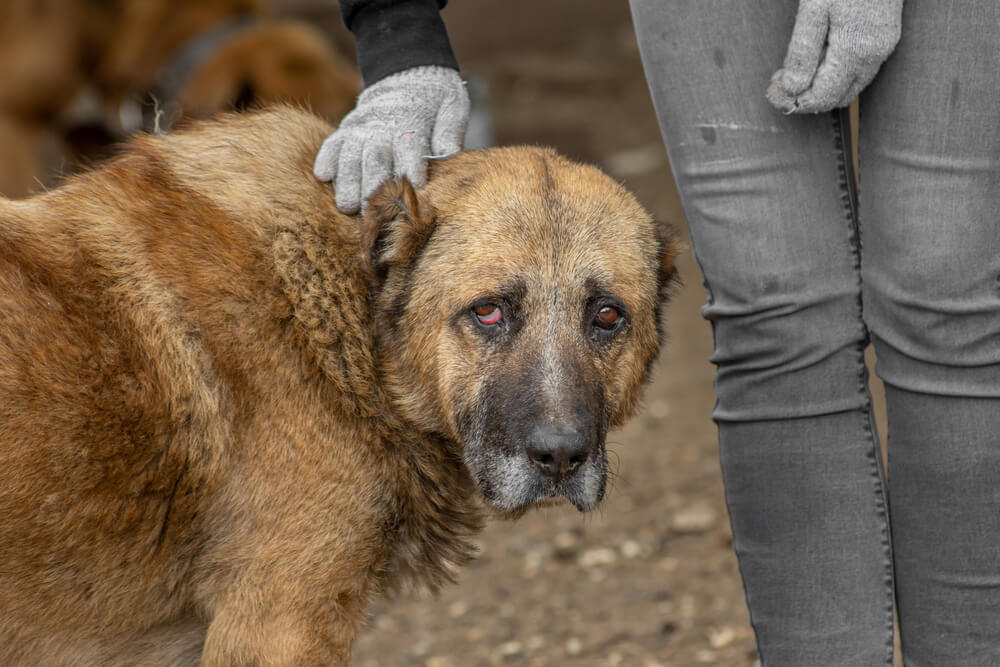 Fot. Fotangel/Shutterstock