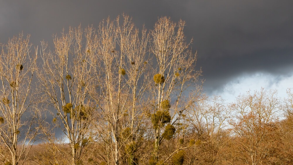 Pogoda styczeń 22, pogoda poniedziałek