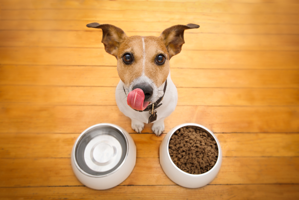 Dieta psa, produkty zakazane dla psa