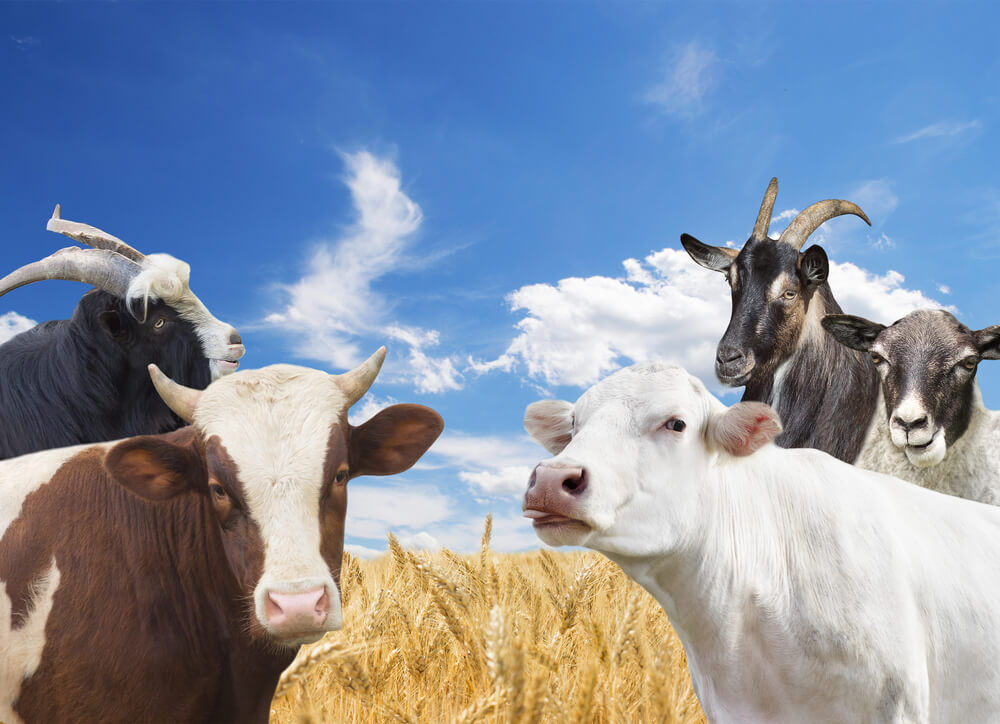 Kozy, owce i krowy, czyli parzystokopytne udomowione przez człowieka, fot. Happy monkey/Shutterstock