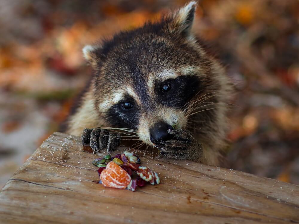 W naturalnym środowisku szop pracz znajduje różnorodną żywność, fot. Mladen Raw/Shutterstock