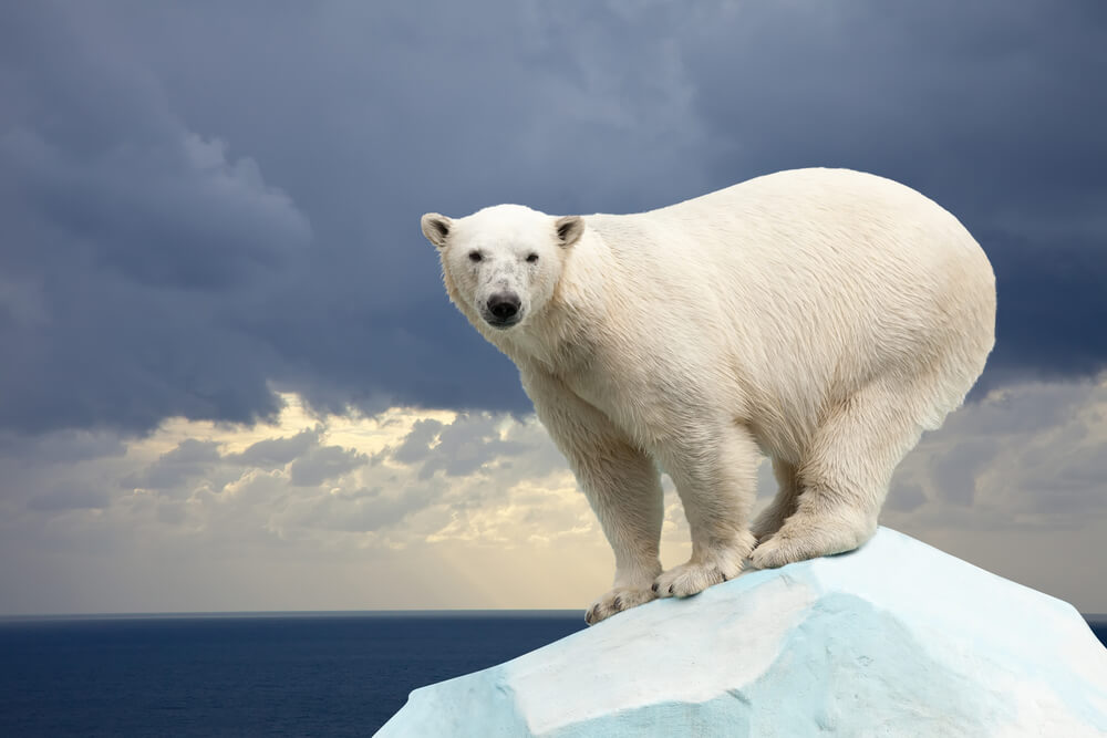 Przeciętna waga niedźwiedzia polarnego wynosi ok.500 kg, fot.  BearFotos/Shutterstock