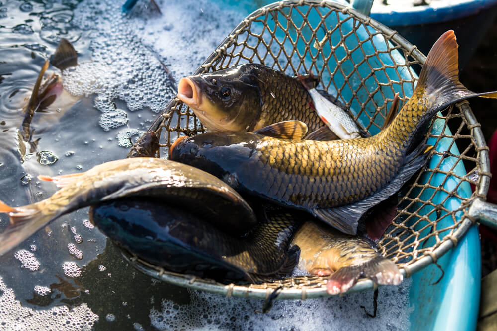 Żywe karpie na Boże Narodzenie