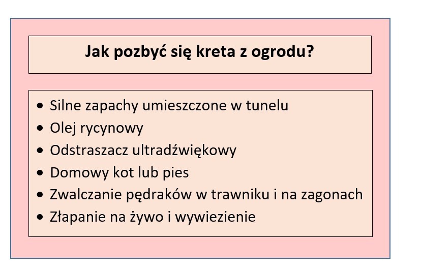 kret w ogrodzie - jak się go pozbyć