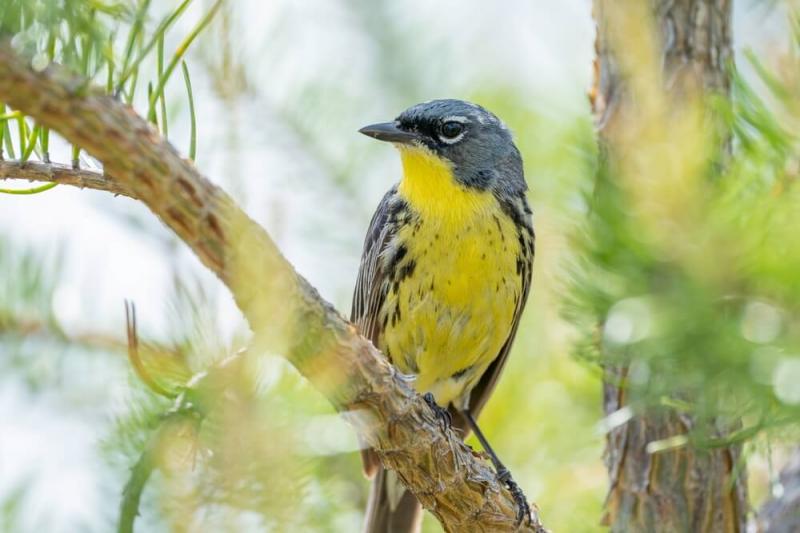 Lasówka, ochrona, ptaki